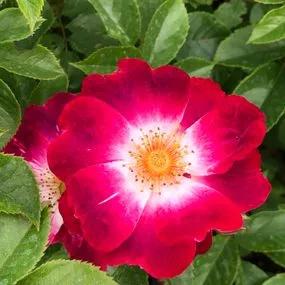 Greetings Rose (Rosa Greetings) 1